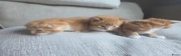 Mixed Breed cats for sale: 3 ginger kittens - Advert 2