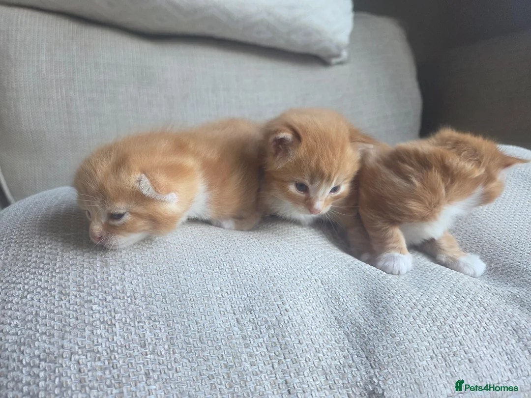 Mixed Breed cats for sale: 3 ginger kittens - Advert 2