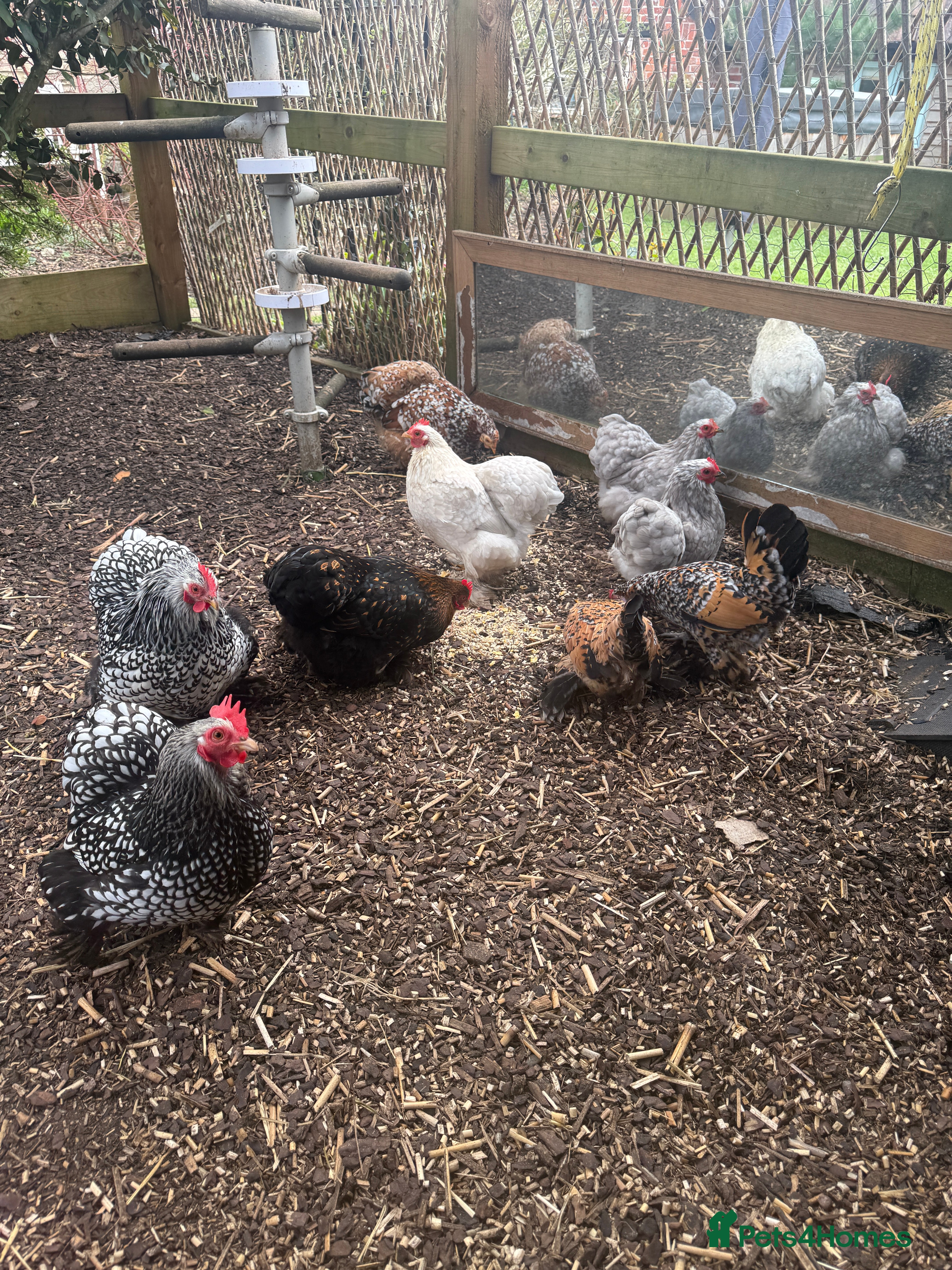 Hens poultry Some young Pekin Bantams in Trowbridge - Advert 1