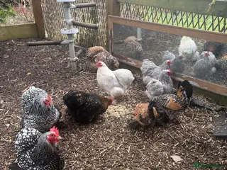 Hens poultry Some young Pekin Bantams in Trowbridge - Advert 1