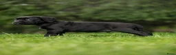 Cane Corso dogs for sale: 5 Towns Italian cane corso spring litter  - Advert 17