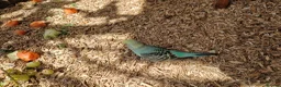 Budgerigars birds for sale: Budgies available 9 weeks old £45 each - Advert 13