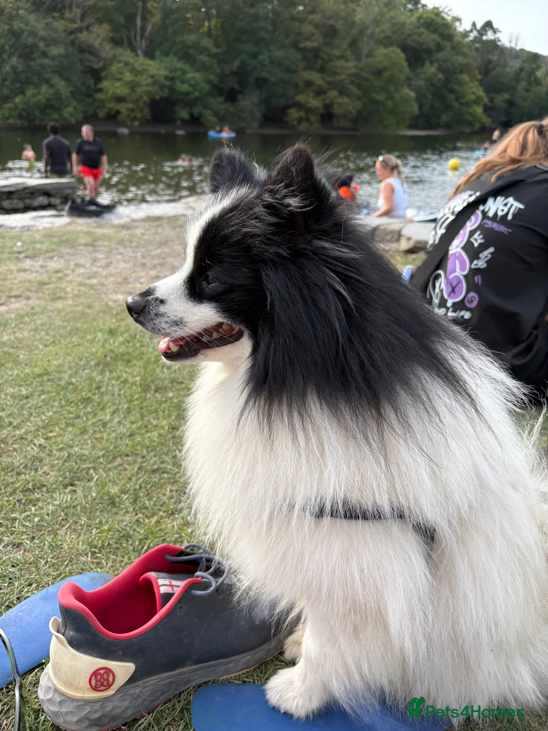 German Spitz dogs for stud: German spitz stud - Advert 3