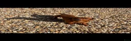 Dachshund dogs for sale: 5 gorgeous miniature dachshund puppy’s🐶 in Cullompton - Advert 37