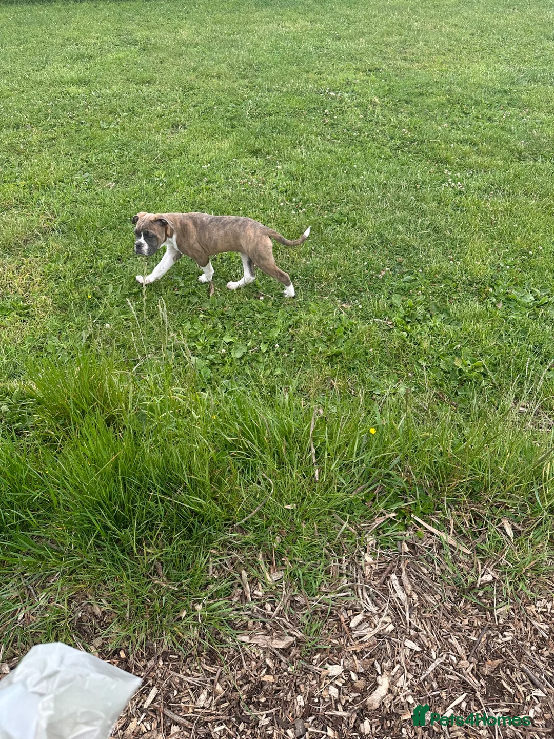 Dorset Olde Tyme Bulldogge dogs for sale: 2 stunning OTB left  - Advert 2
