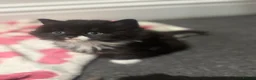 Mixed Breed cats for sale: British /snowshoe healthy kittens  in Carshalton - Advert 21