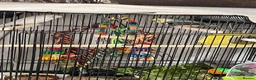 Budgerigars birds for sale: budgies and one finch - Advert 2
