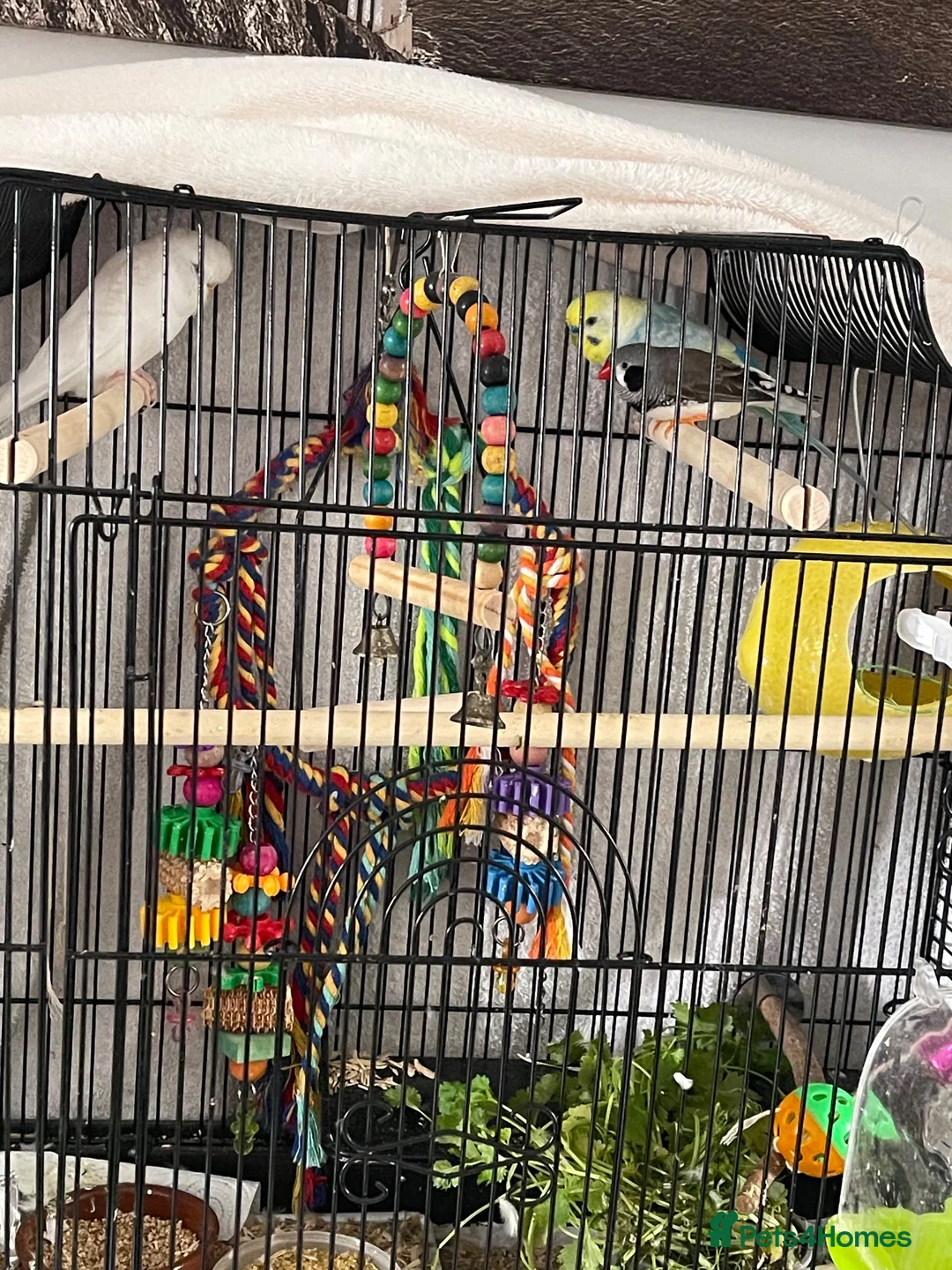 Budgerigars birds for sale: budgies and one finch - Advert 2