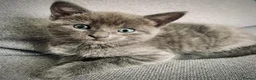 Mixed Breed cats for sale: Ragdoll mix mother 4 kittens - Advert 9
