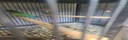 Conures birds for sale: GC Conure Babies - Advert 4