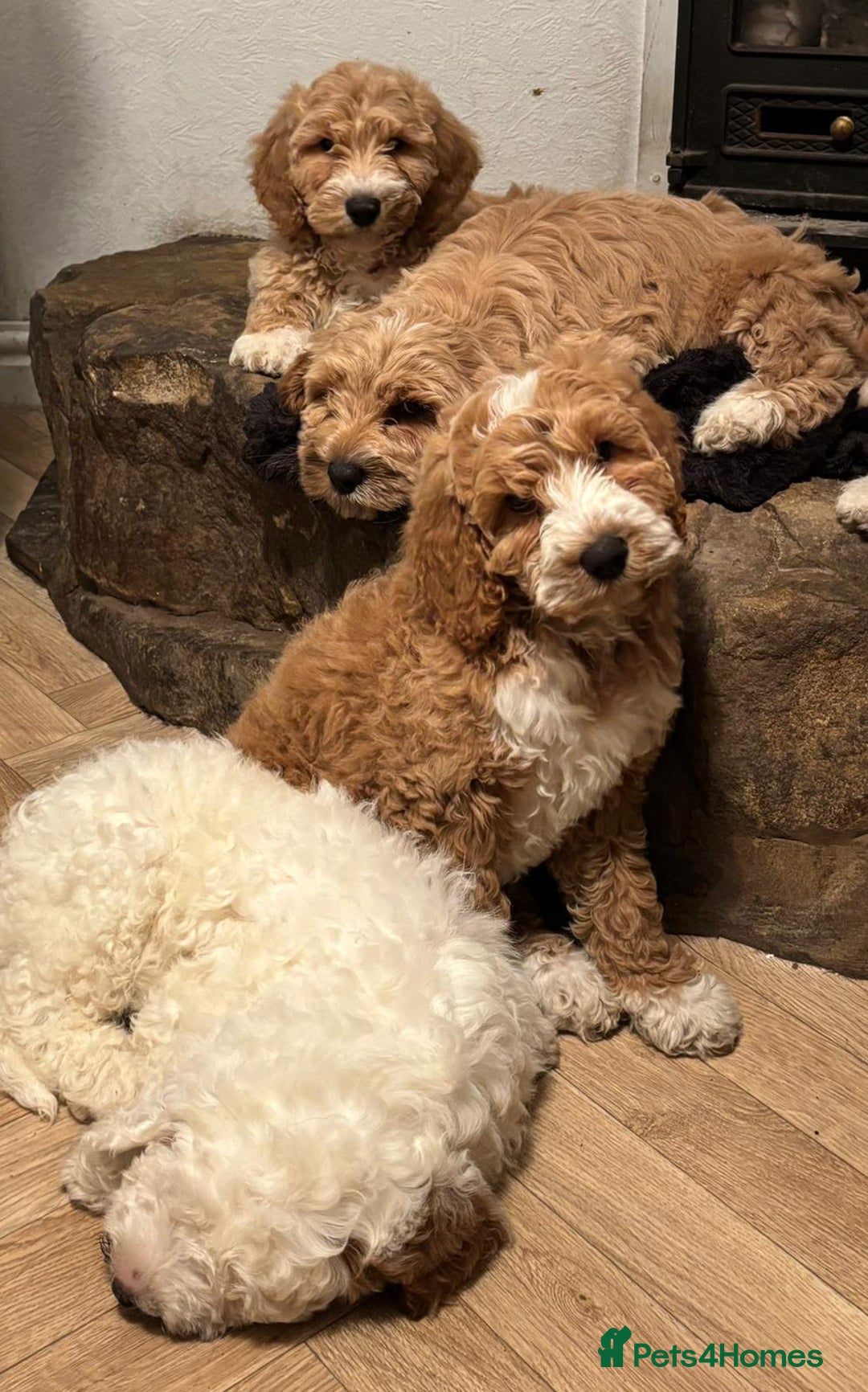 Australian Labradoodle dogs for sale: Australian Labradoodles for Sale - Advert 30