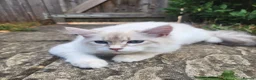 Siberian cats for sale: Siberian Male Kitten GCCF Reg Active Breeding  - Advert 5