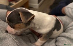 Jack Russell dogs for sale: Miniature jack Russell  - Advert 7