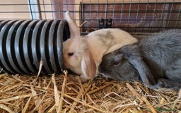 Mini Lop rabbits for sale: Purebred Mini Lop Babies in Bury - Image 6