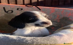 Cocker Spaniel dogs for sale: Cocker spaniel puppies  - Advert 3