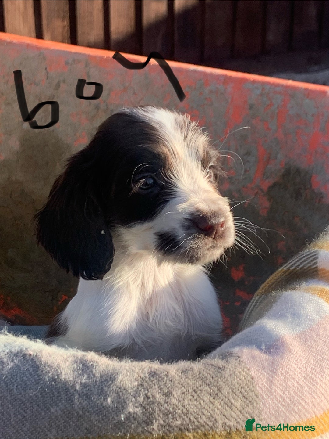 Cocker Spaniel dogs for sale: Cocker spaniel puppies  - Advert 3