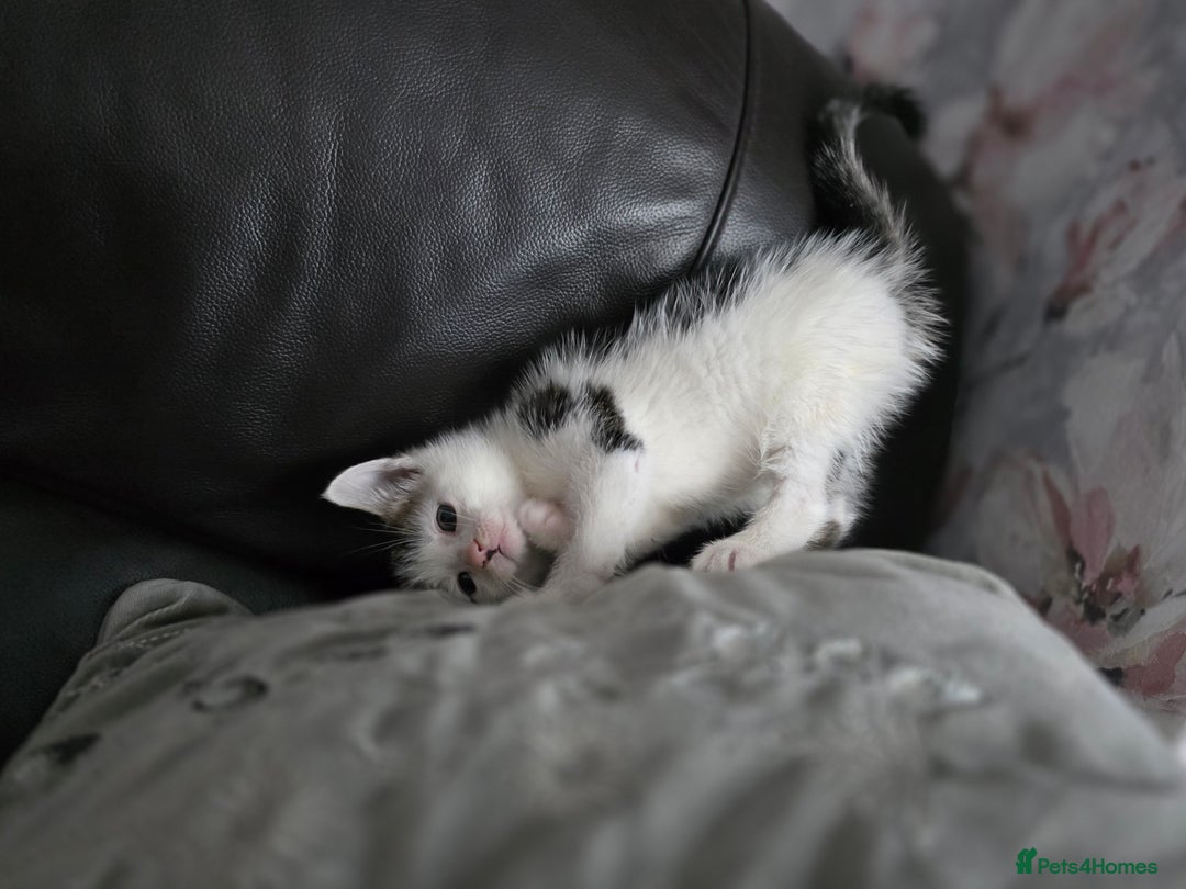 Mixed Breed cats for sale: Lovely kittens - Advert 5