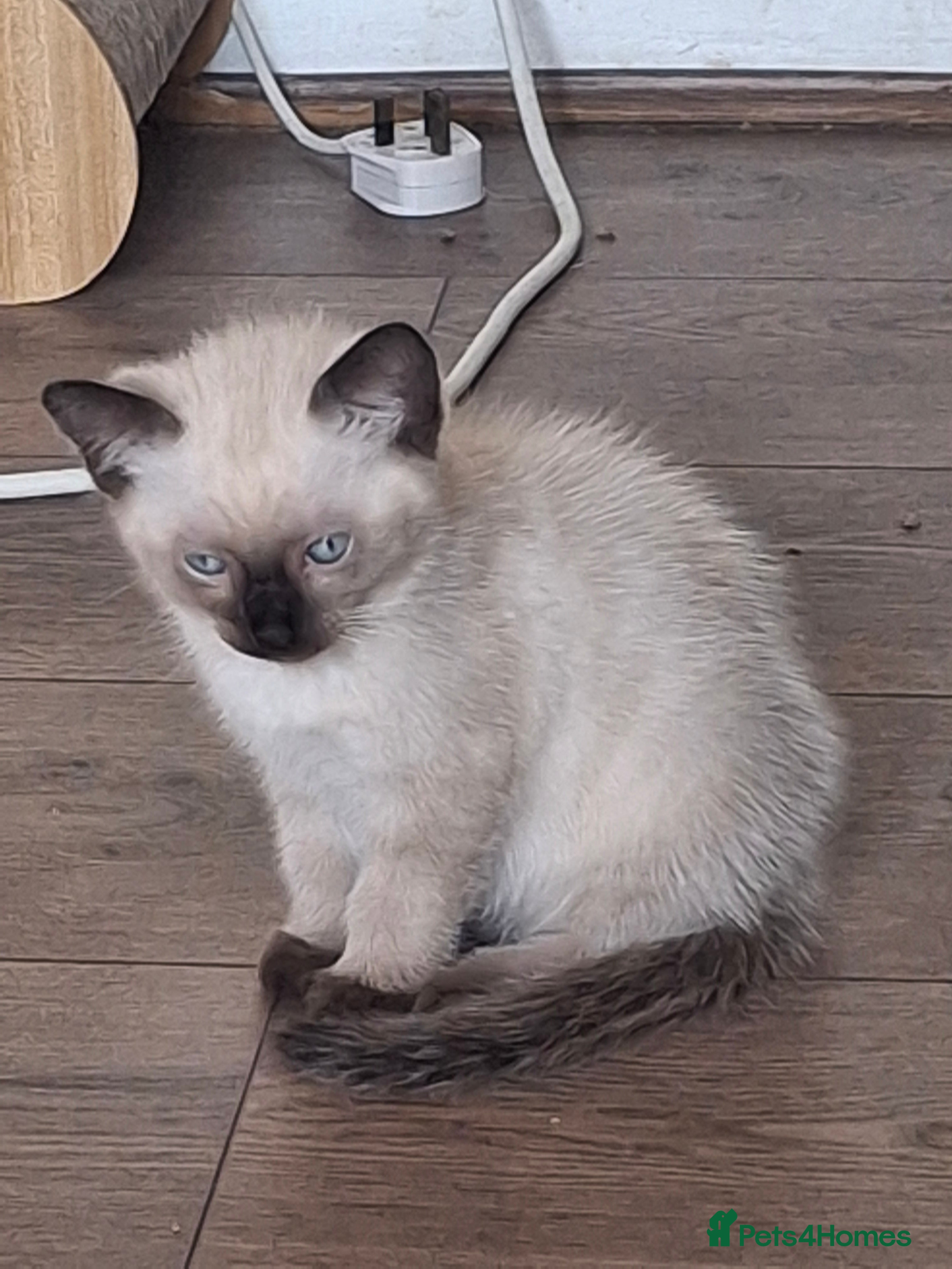 Mixed Breed cats Three Adorable Kittens Looking for Loving Homes - Advert 2