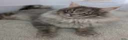Maine Coon cats for sale:  Beautiful Maine coon kittens  - Advert 2