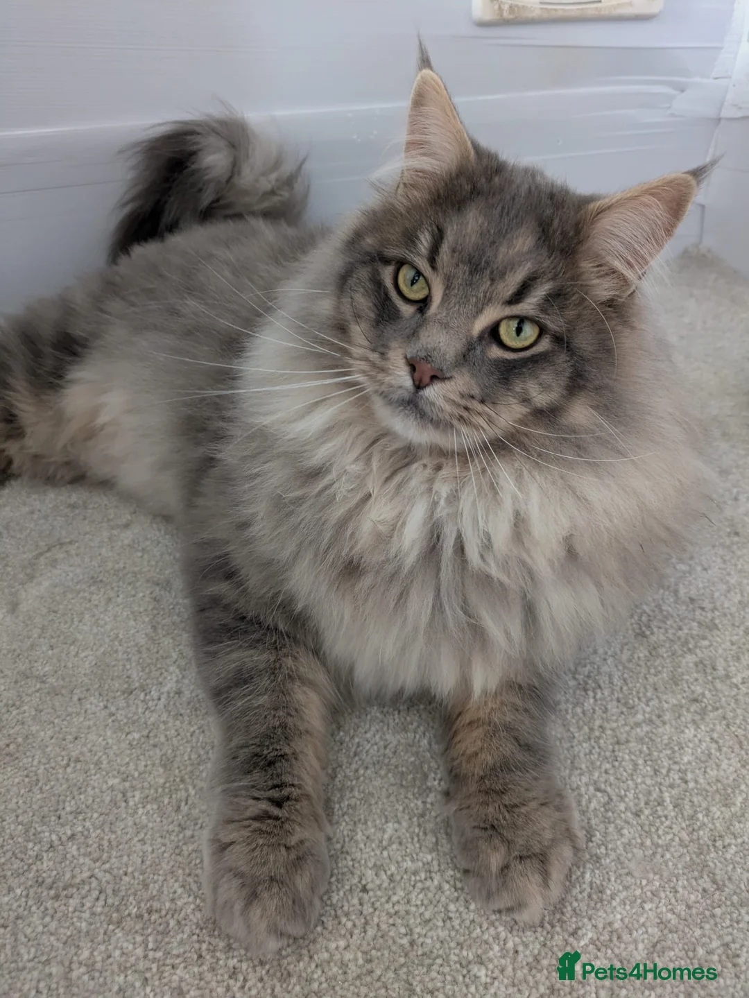 Maine Coon cats for sale:  Beautiful Maine coon kittens  - Advert 2
