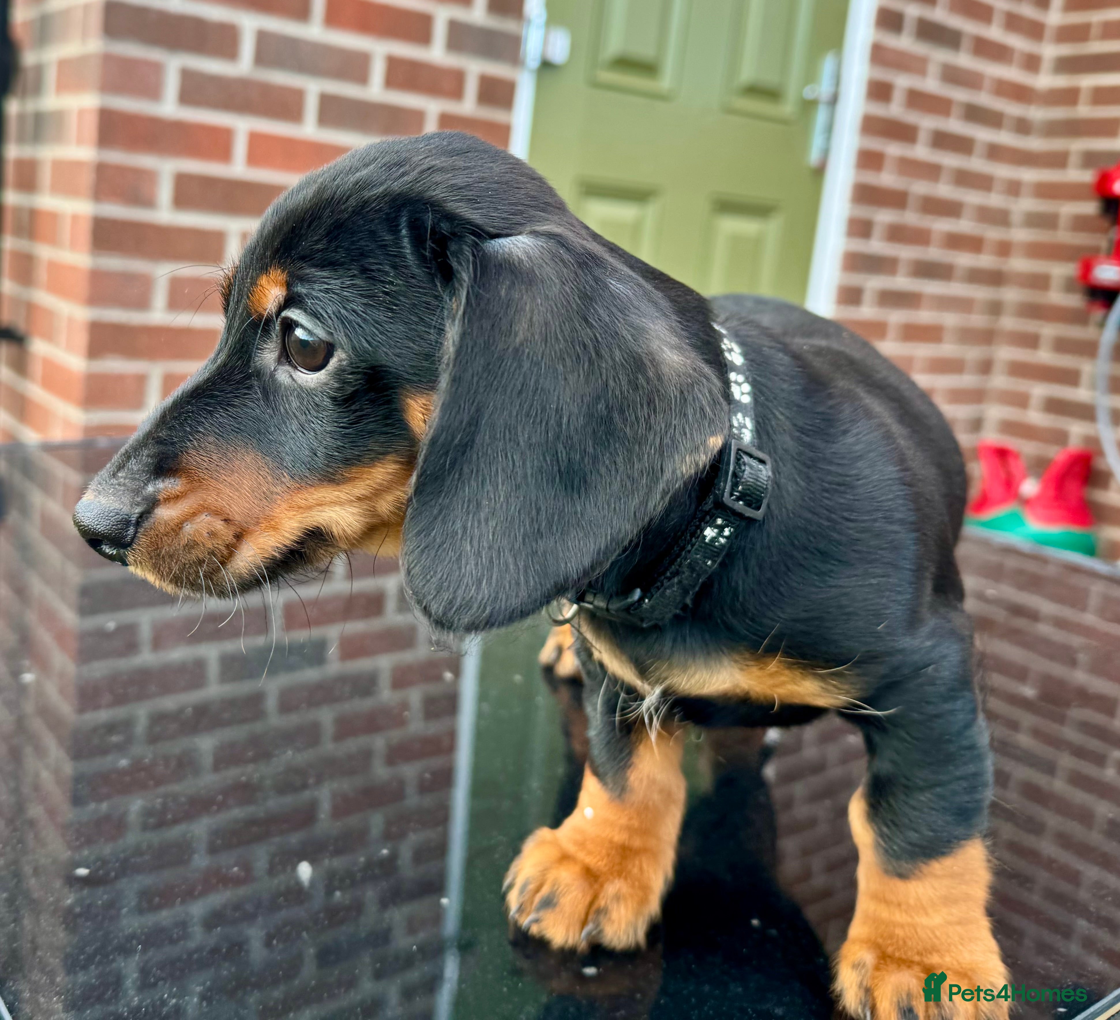 Dachshund dogs Gorgeous Standard Dachshunds smooth & wire-haired - Advert 2