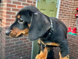 Dachshund dogs Gorgeous Standard Dachshunds smooth & wire-haired - Advert 1