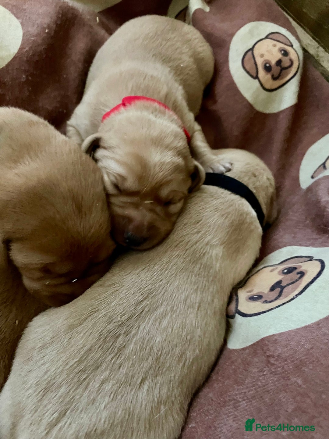 Labrador Retriever dogs for sale: KC Labrador pups ready 5th Jan 26 - Advert 12