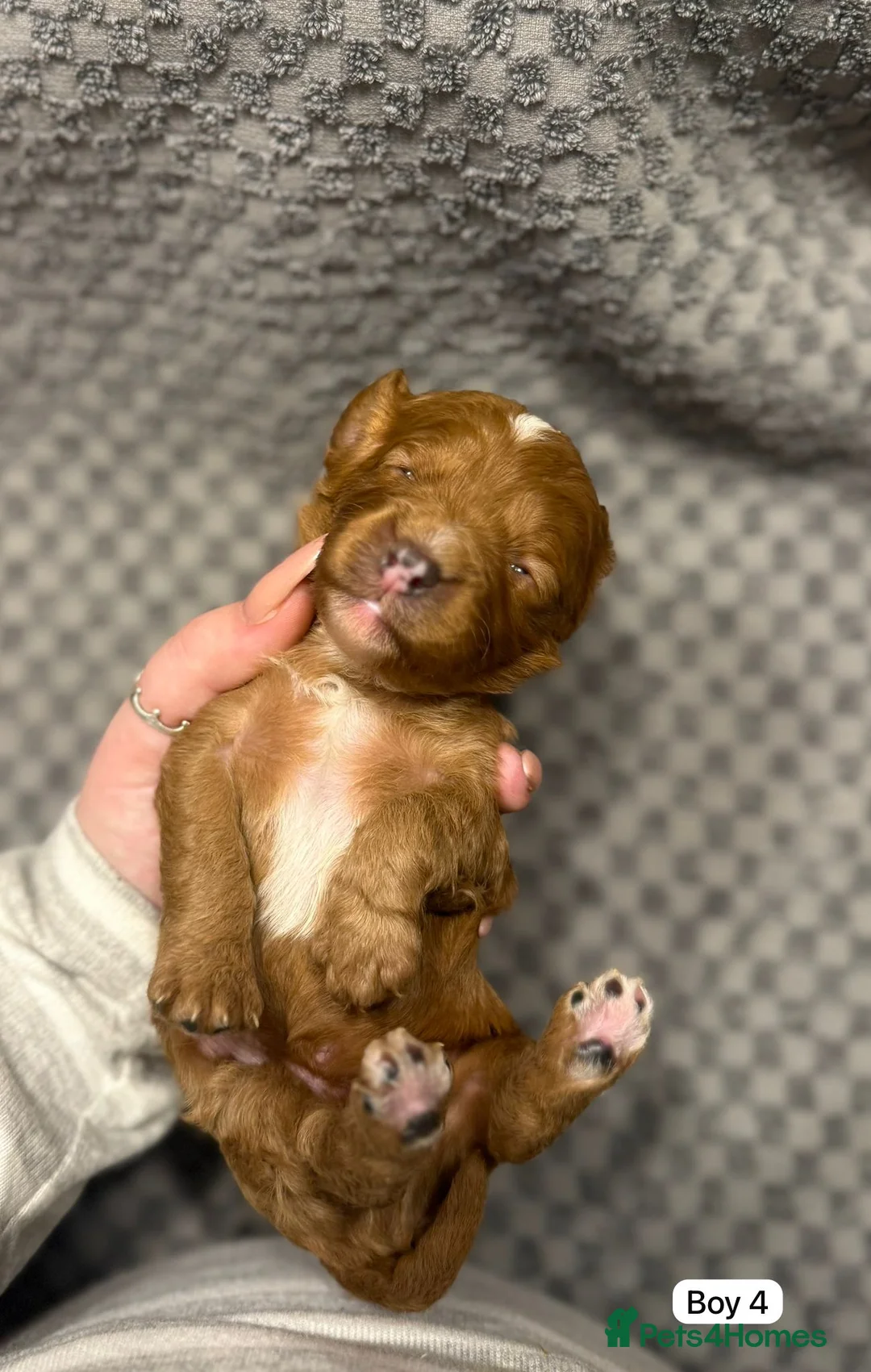 Cavapoo dogs for sale: Cavapoo Puppies - Advert 10