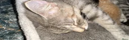 Mixed Breed cats for sale: Absolutely gorgeous BSH x bengal cross kittens - Advert 30