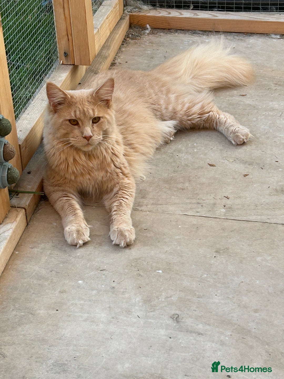 Maine Coon cats for stud: Proven stud boy  - Image 1