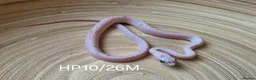 Corn Snake reptiles for sale: Palmetto and caramel palmetto corn snakes  - Advert 20