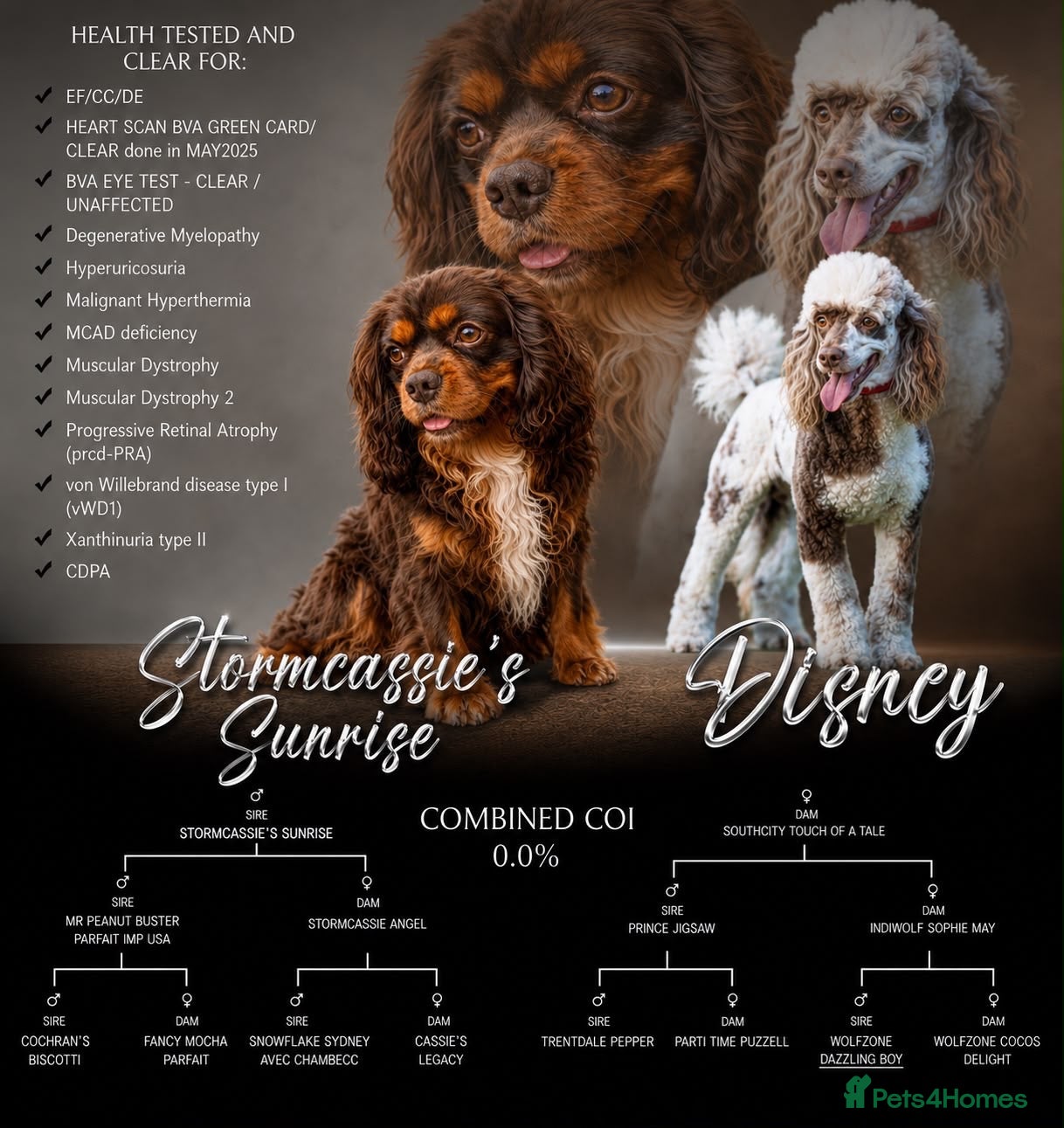 Cavapoo dogs F1 rare chocolate/choc Merle Cavapoo pups - Advert 1