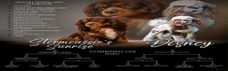 Cavapoo dogs for sale: F1 rare chocolate/choc Merle Cavapoo pups - Advert 1