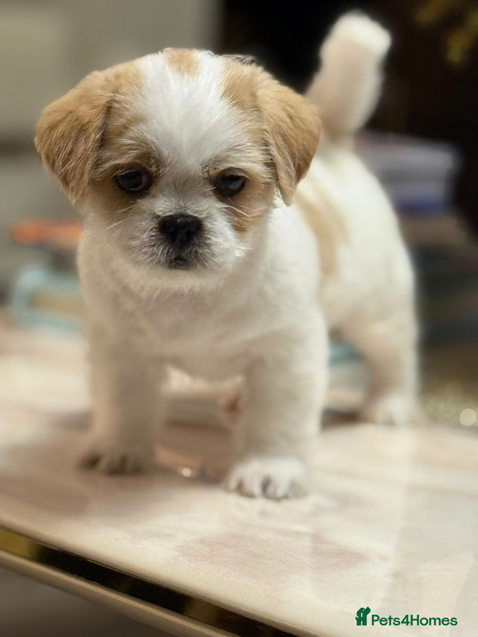 Shih Tzu dogs Gorgeous tiny imperial shih Tzu girl - Advert 2