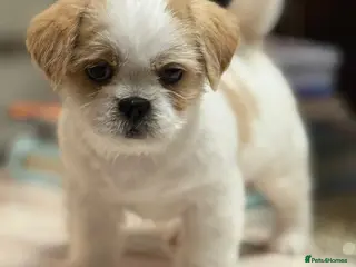Shih Tzu dogs Gorgeous tiny imperial shih Tzu girl - Advert 9