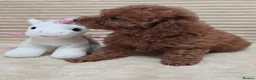 Toy Poodle dogs for sale:  Red Toy Poodle Puppies – Asian Teddy Bear Type in Motherwell - Advert 21
