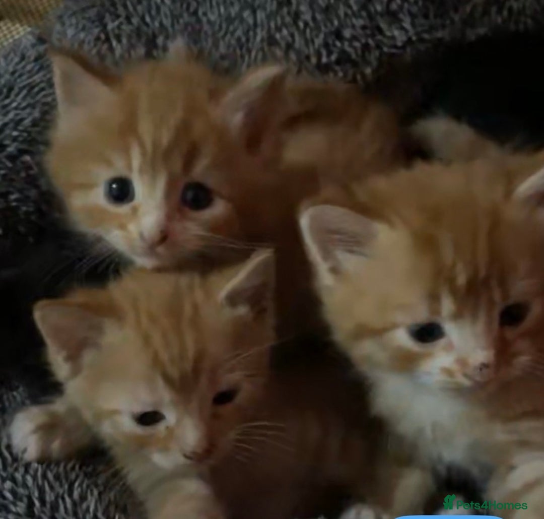 Domestic Shorthair cats for sale: litter of ginger and tuxedo kittens all boys - Image 1