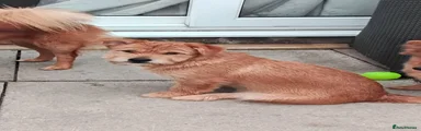 Mixed Breed 3