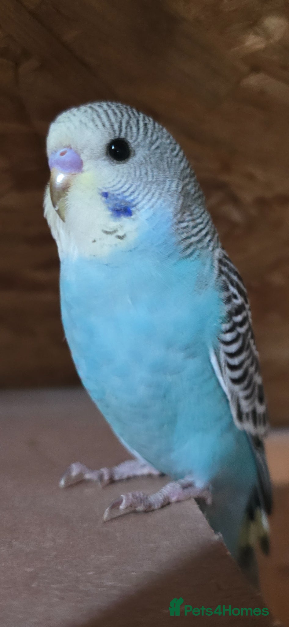 Budgerigars birds Gorgeous Baby Budgies - Advert 2