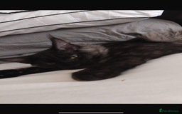 Maine Coon cats for sale: Big main coon - Image 2