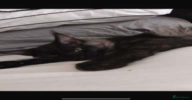 Maine Coon cats - Advert 9