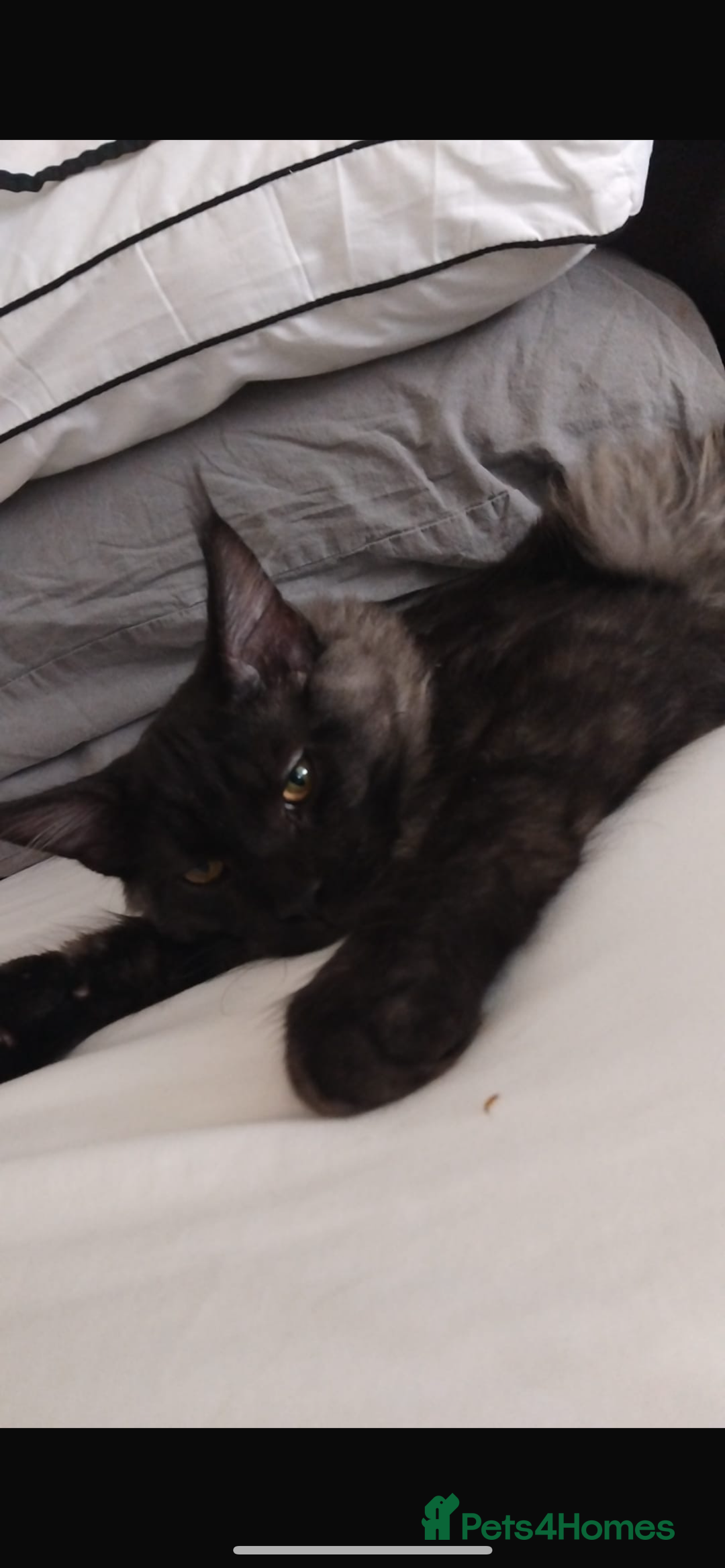 Maine Coon cats for sale: Big main coon - Image 2