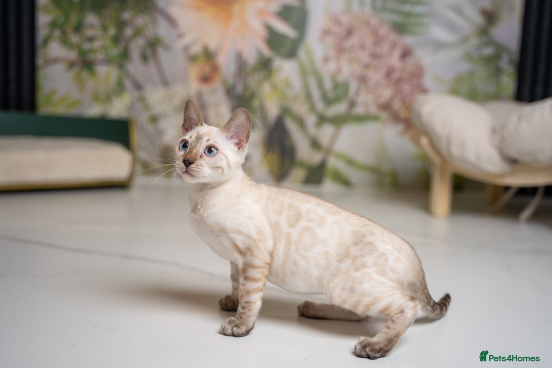 Bengal cats for sale: FRANCO- Snow Bengal Boy- Excellent traits-TICA reg - Advert 7