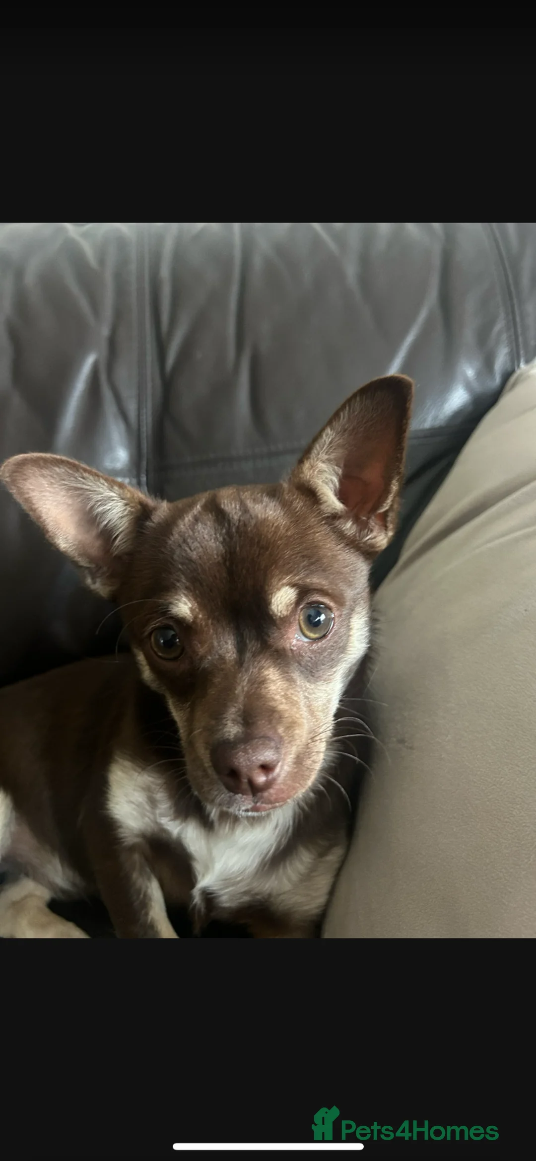Chihuahua dogs for sale: Stunning Chihuahua Boy - Advert 1