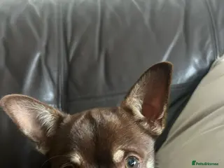 Chihuahua dogs Stunning Chihuahua Boy - Advert 6