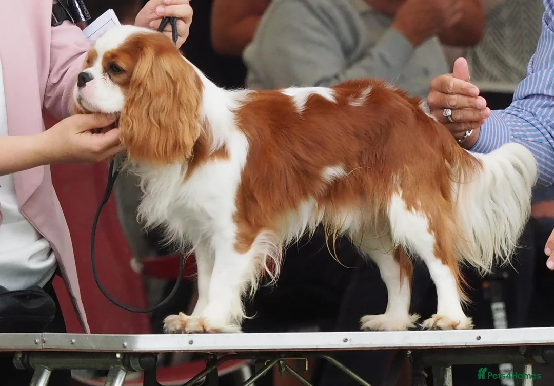 Cavalier King Charles Spaniel dogs for sale: KC Health Tested Cavalier King Charles Spaniel Dog - Advert 5