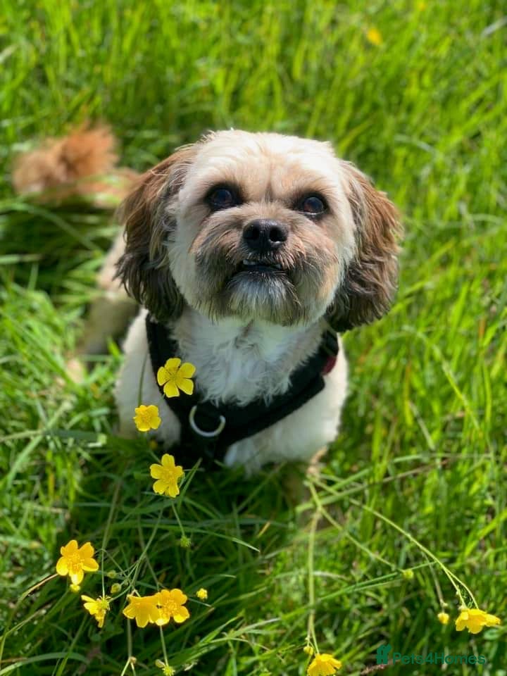 Mixed Breed dogs My Girl Jessie Shih Tzu x Westie - Advert 3