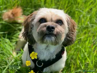 Mixed Breed dogs My Girl Jessie Shih Tzu x Westie - Advert 3