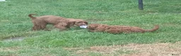 Cockapoo dogs for sale: Red and apricot cockedpoo puppys - Advert 11