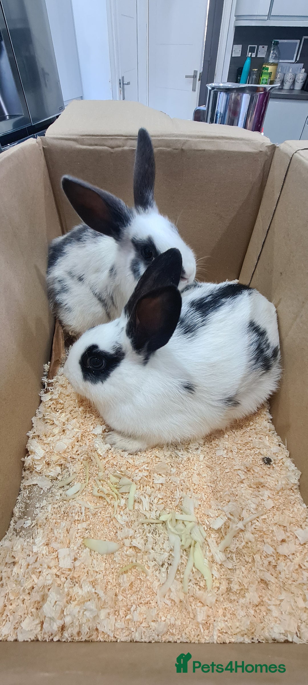 New Zealand rabbits for sale: New Zealand Black  - Advert 1